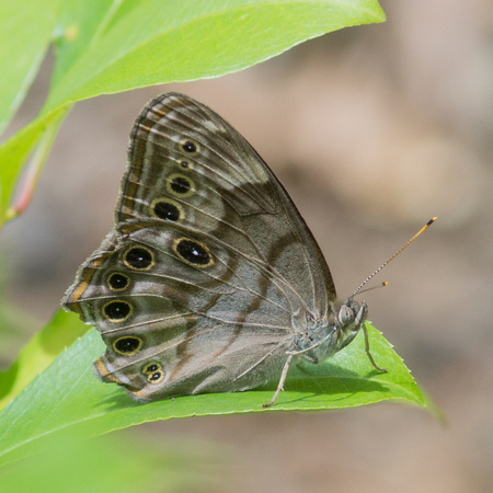 Northern Pearly-eye - damaged wing