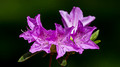Purple Azelea blooms