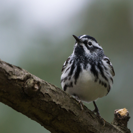 Black & White Warbler - front view