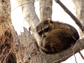 Raccoon on top of dead tree
