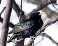 European Starling on a cold March day