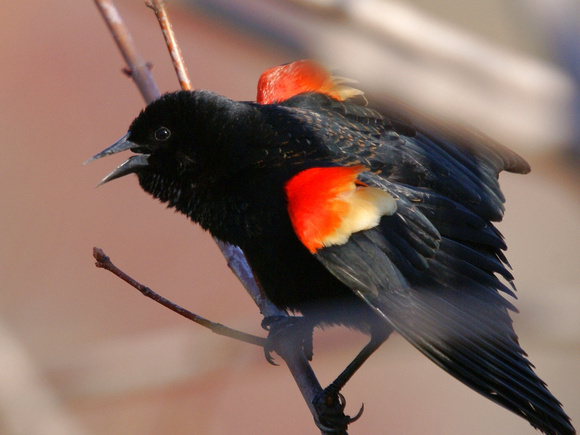 Male Red-winged Blackbird wings spread