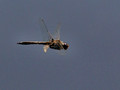Early Dragon Fly - in flight