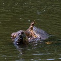 Mating Snapping Turtles - Lake Audubon
