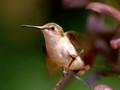 Female Ruby-Throated Hummingbird leaving- Green Mountain NC