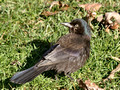 Common Grackle back view - 6th fairway