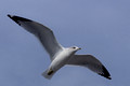 Gull - overhead