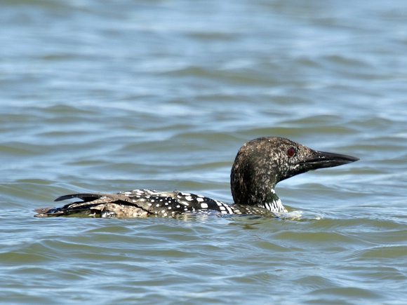 Common Loon - Lake Balboa, Hot Springs Village, AR