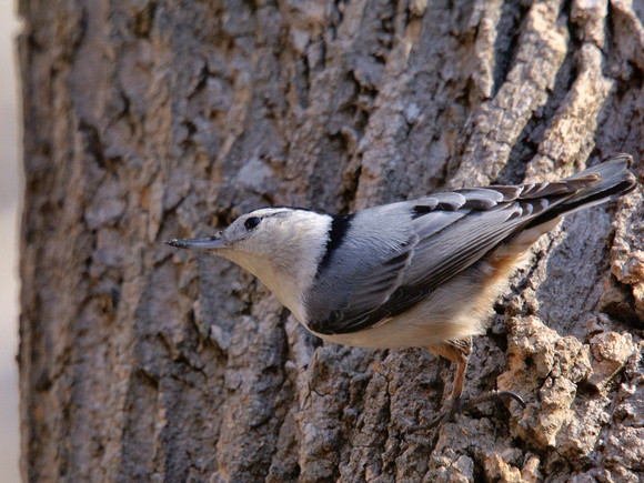 White-Breasted Nuthatch facing left