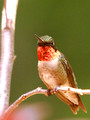 Male Ruby-Throated Hummingbird - perched - Green Mountain NC