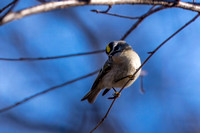 Golden-crowned Kinglet