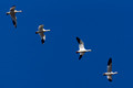 Snow geese overhead - Wolfe Neck parking lot