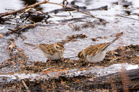 Chipping Sparrow