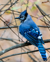 Blue Jay