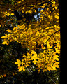 Hickory leaves - Lake Audubon