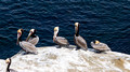 More Brown Pelicans - Goldfish Point