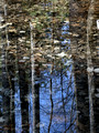 Reflections adjacent to Mill Creek