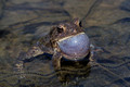 Eastern American Toad with eggs