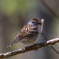 Chipping Sparrow from behind