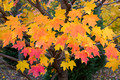 Corbett's colorful Maple tree