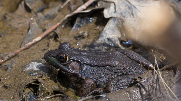 Green Frog stuck in the mud