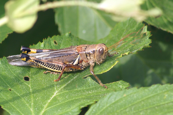 Grasshopper on Blackberry leaf