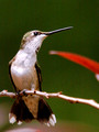Young male Ruby-Throated Hummingbird - tail display - Green Mountain NC