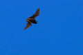 Hoary Bat over 1st fairway