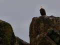 Bald Eagle from 100 yards - Yaquine Head Oregon