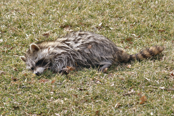 Dying Raccoon