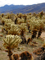 Cholla Cactus - Joshua Tree National Park