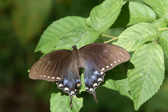 Spicebush Swallowtail - hindwing damage