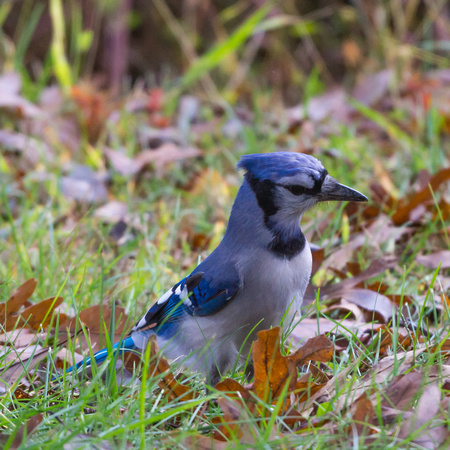 Blue Jay in the grass