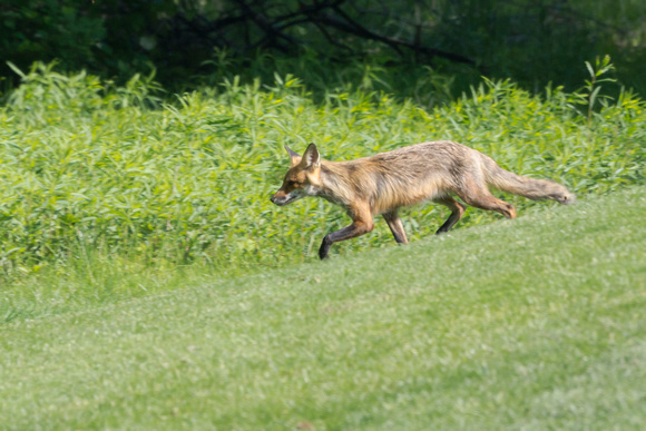 Red Fox behind 6th green