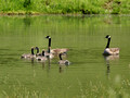 Canada Geese - Hume Rd