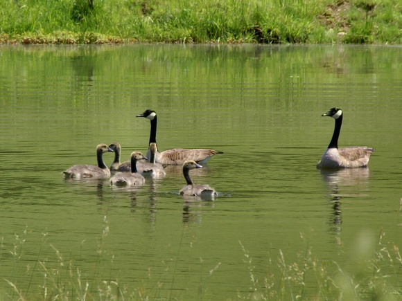 Canada Geese - Hume Rd