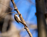 Brown Creeper