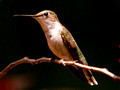 Female Ruby-Throated Hummingbird - posing - Green Mountain NC