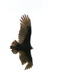 Turkey Vulture over Ridge Road