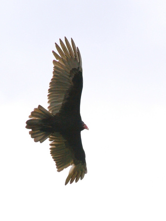 Turkey Vulture over Ridge Road