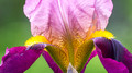 Iris detail