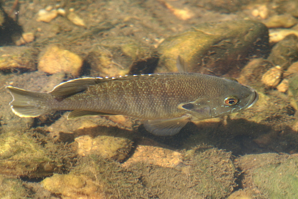 Creek fish