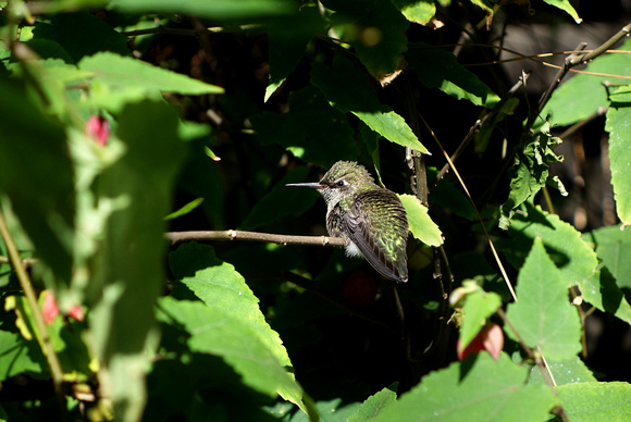 Female  Ruby-throated Hummingbird - San Diego