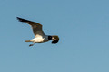 Laughing Gull flyby