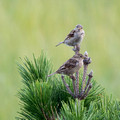 Female House Sparrows in the tree top