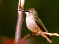 Female Ruby-Throated Hummingbird - ruffled - Green Mountain NC