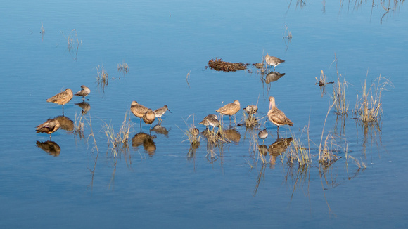 Marbled Godwits and Willetts - San Diego River