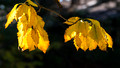Chestnut Oak leaves - South Lakes Drive