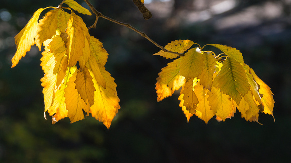 Chestnut Oak leaves - South Lakes Drive