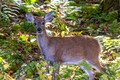 A young doe in the woods